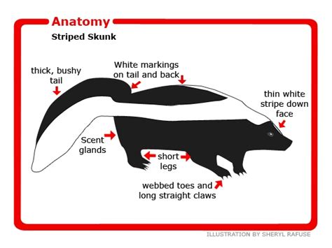 Basic shape of a skunk