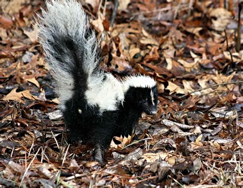 Skunk body and tail