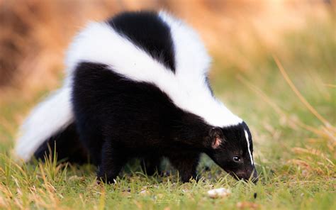 Colored skunk