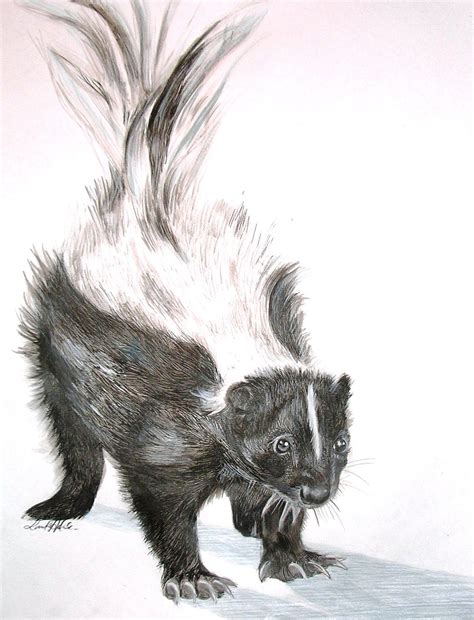 Skunk drawing 5