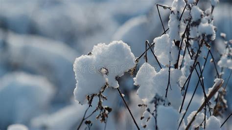 Snowbound Nature Inspiration