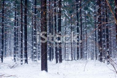 Snowy Forest