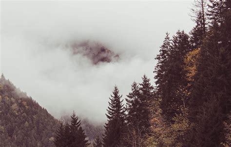 Snowy Forest