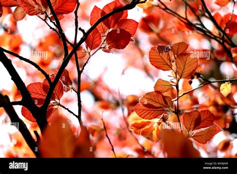 Soft Greens: A Reflection of Beachy Foliage