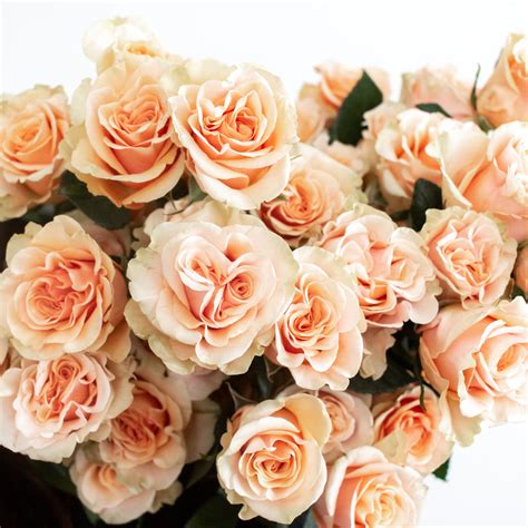 Soft Peach and Dusty Rose Color Combination