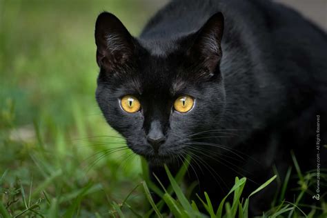 Solid black cat