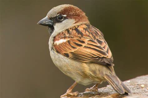 Sparrow pictures