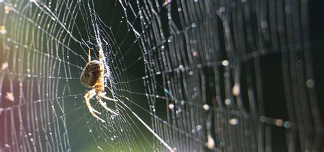  Spider silk strength