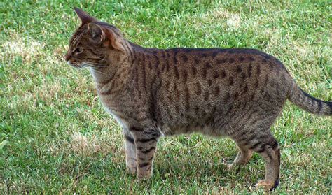 Spotted tabby cat