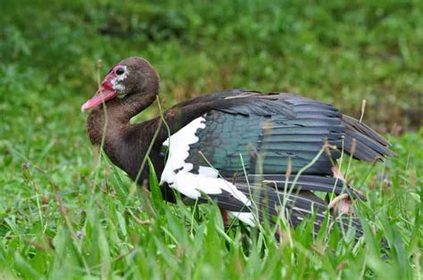 Spur-Winged Goose in flight