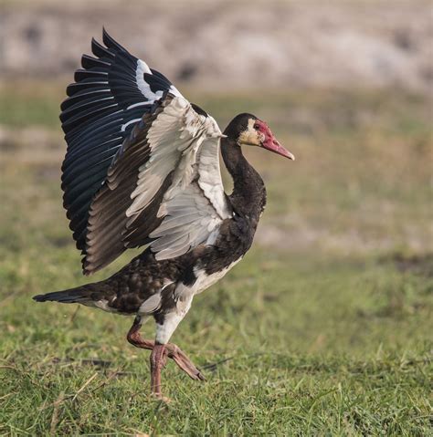 Spur-Winged Goose in its natural habitat