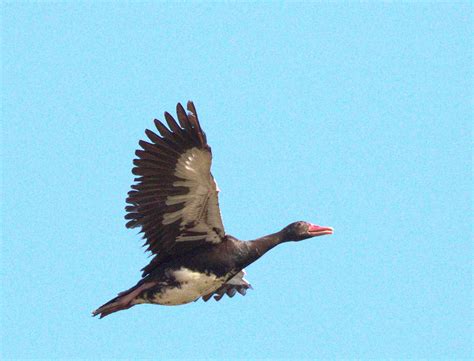 Spur-Winged Goose in its natural habitat