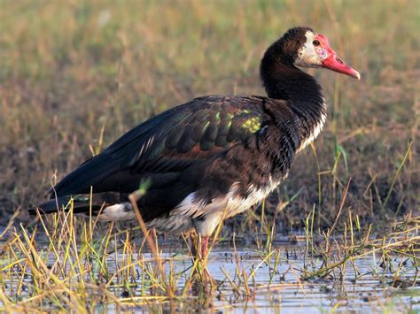 Spur-Winged Goose feeding