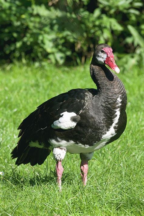 Spur-Winged Goose conservation efforts