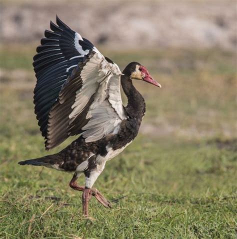 Conservation efforts for the Spur-Winged Goose