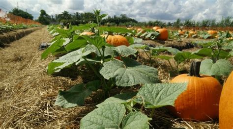 A squash farm with various types of squash plants