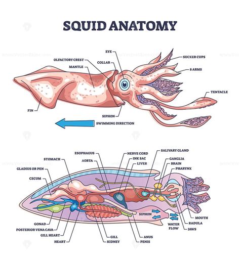 A diagram of a squid's internal anatomy