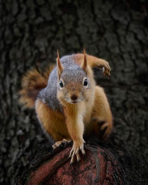 A squirrel climbing a tree