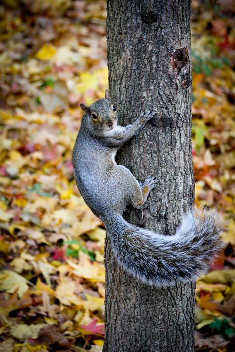 A squirrel climbing a tree with agility