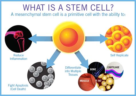 Stem Cell Therapy