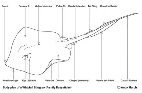 Stingray body shape