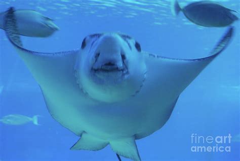 Stingray fins