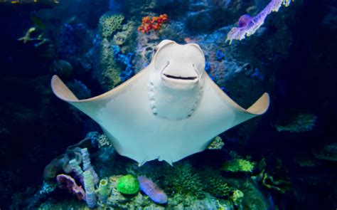 Stingray snout and gill slits