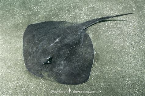 Stingray tail