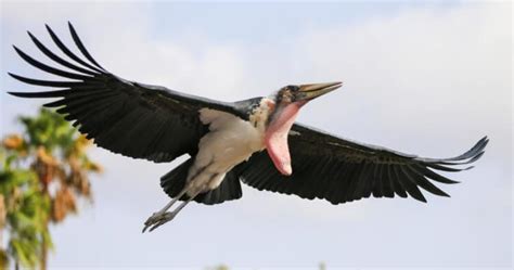 Stork Birds with Longer Wingspans Than Height