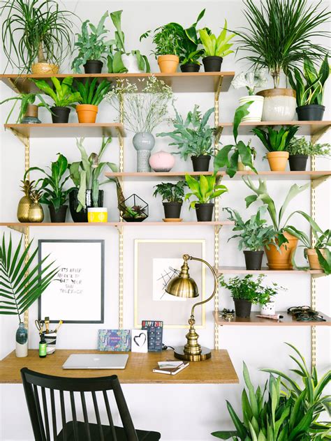 Studio Plants Ideas