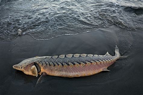 Sturgeon jumping out of the water