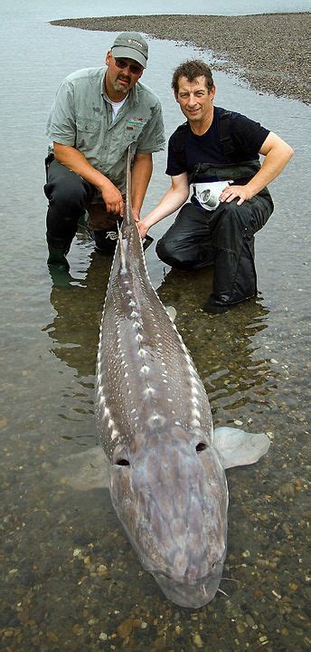 Sturgeon with a diver