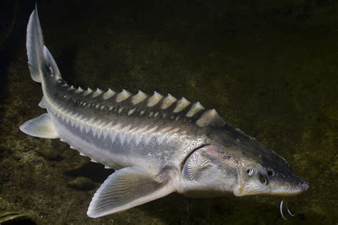 Sturgeon in a school