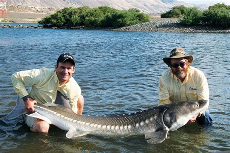 Sturgeon skeleton