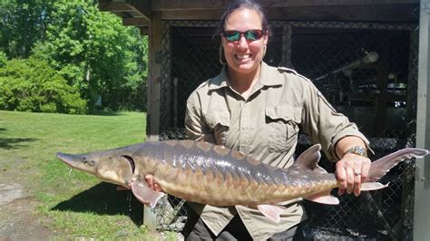 Sturgeon swimming in the ocean