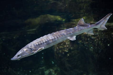 Sturgeon jumping out of the water