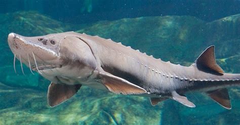 Sturgeon with a diver