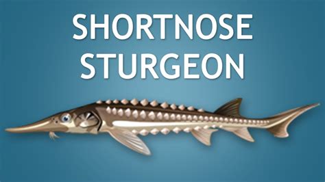 Sturgeon in a school