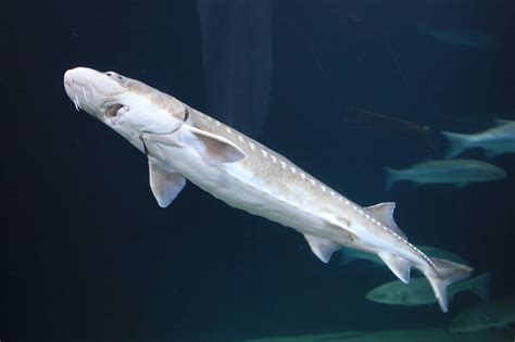 Sturgeon in a aquarium