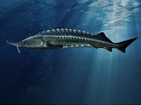 Sturgeon eggs