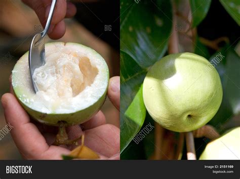 Sua fruit