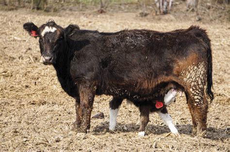 Planning for a Successful Calving