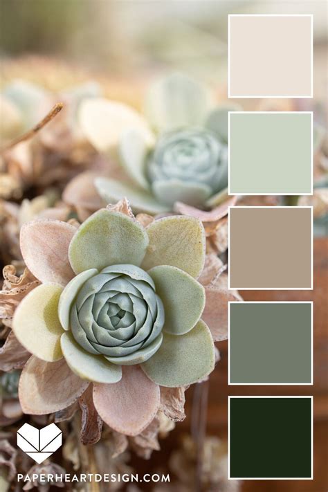 Succulent Color Palette 4