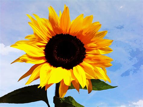 Sunflower Art Inspiration