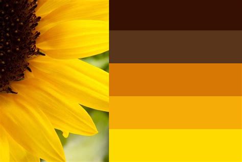 Sunflower Color Palette Inspiration