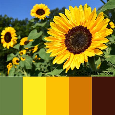 Sunflower color palette