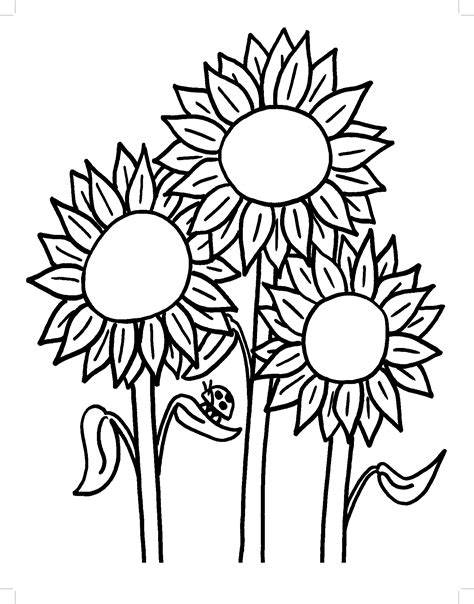 Sunflower coloring pages for adults and kids