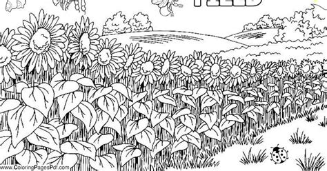 Sunflower Field Coloring Pages