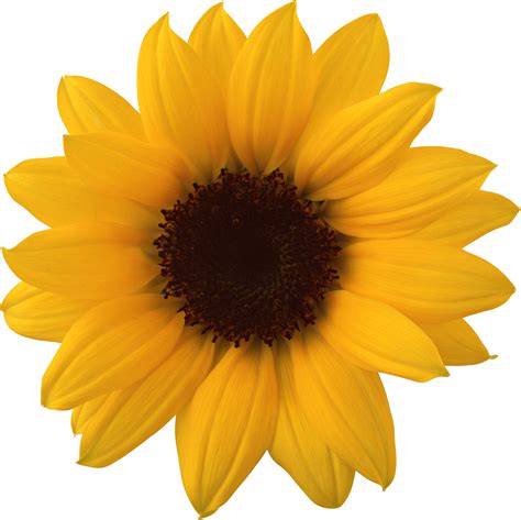 Sunflower Graphics Inspiration