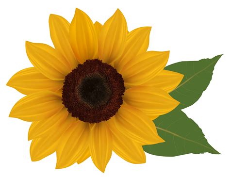 Sunflower Printable Flower